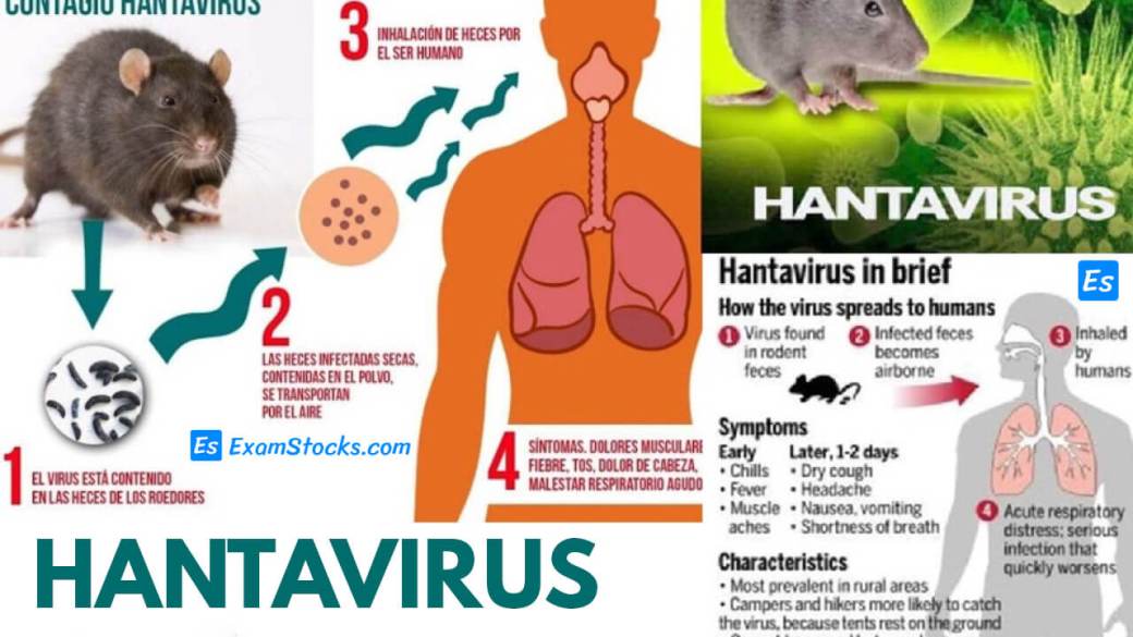 What is Hantavirus How it Spread, Symptoms, Precautions & Treatment